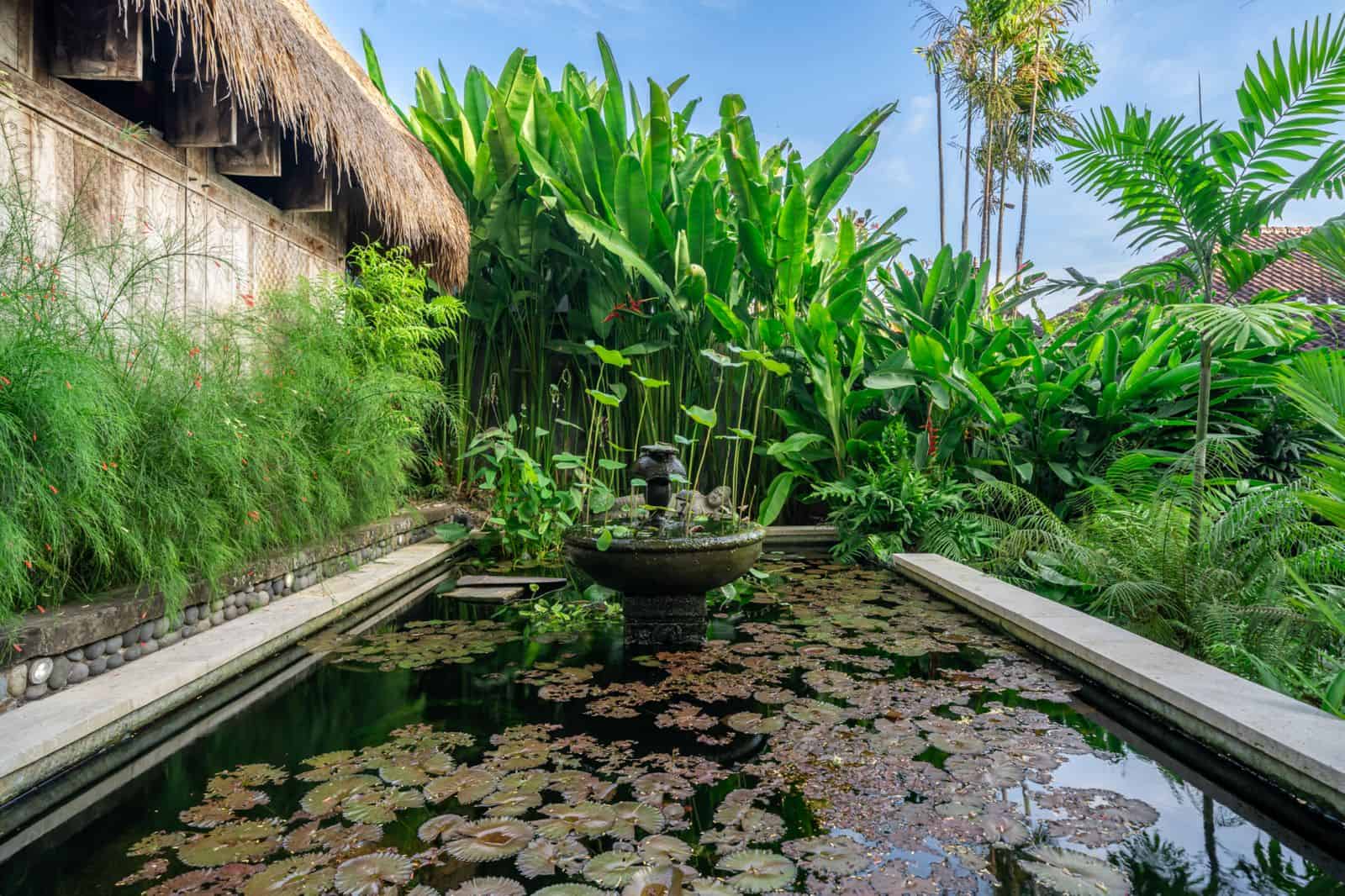 Tropical garden with pond and lush vegetation.