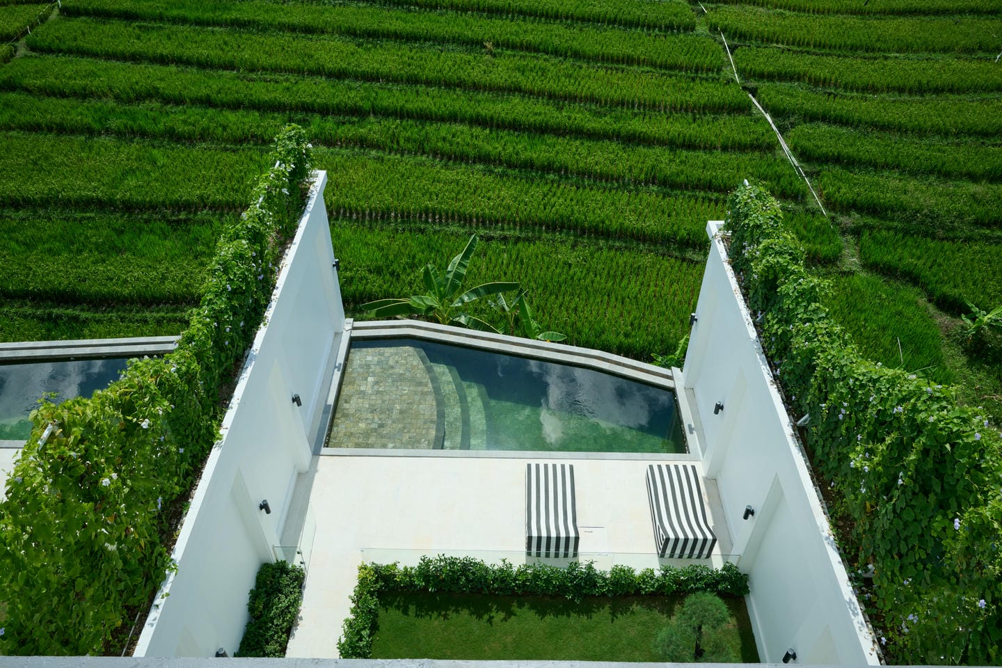 Infinity pool overlooking green rice paddies.