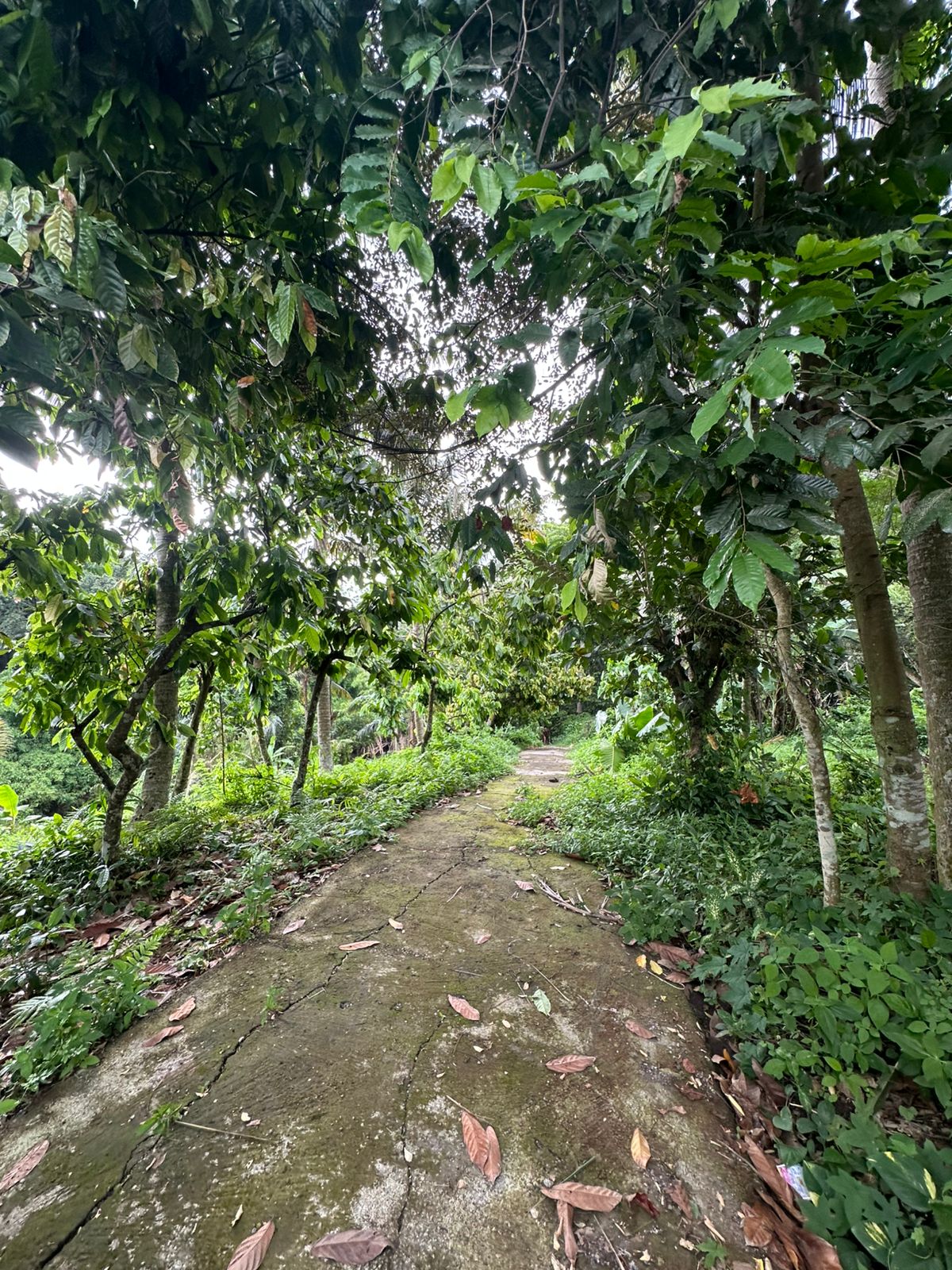 Overgrown forest path with vibrant green foliage.