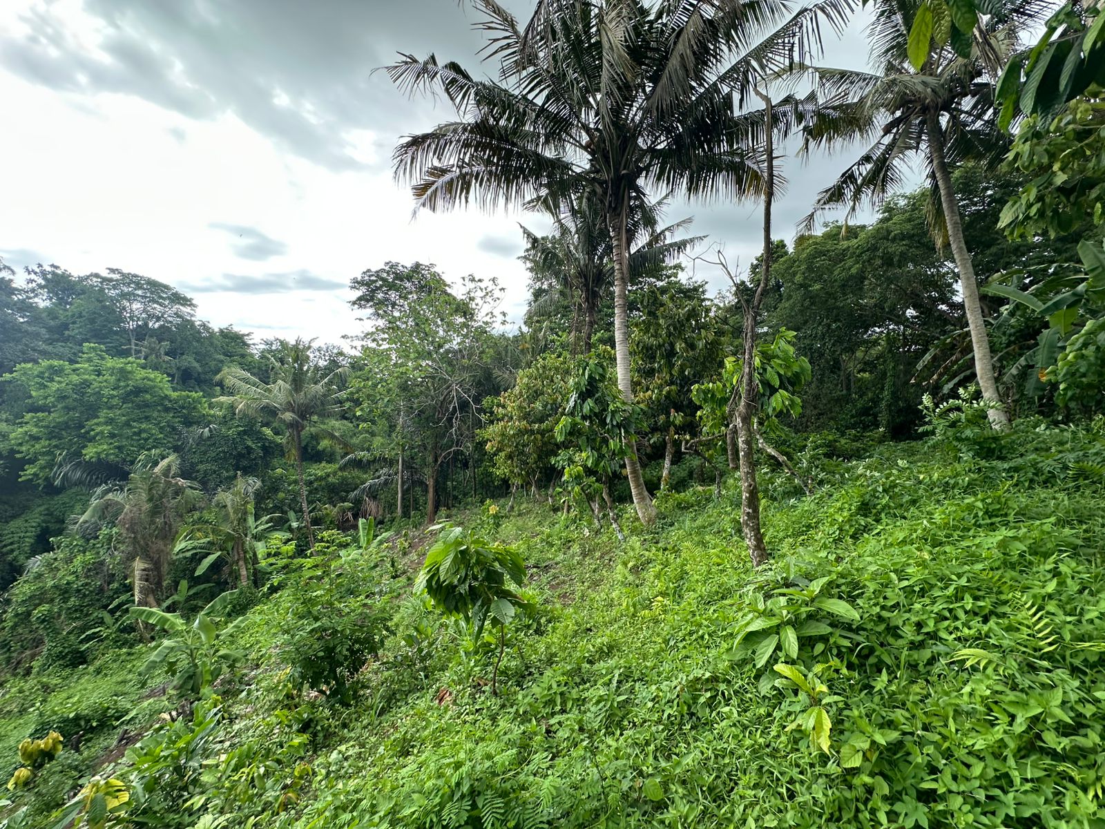 Lush tropical forest with palm trees and greenery.