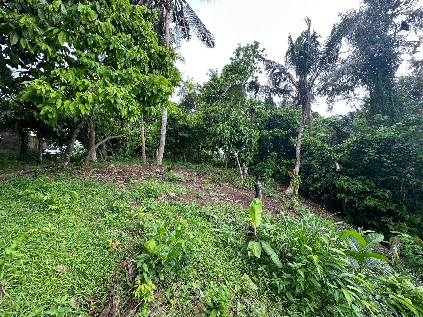 Lush tropical forest with dense greenery