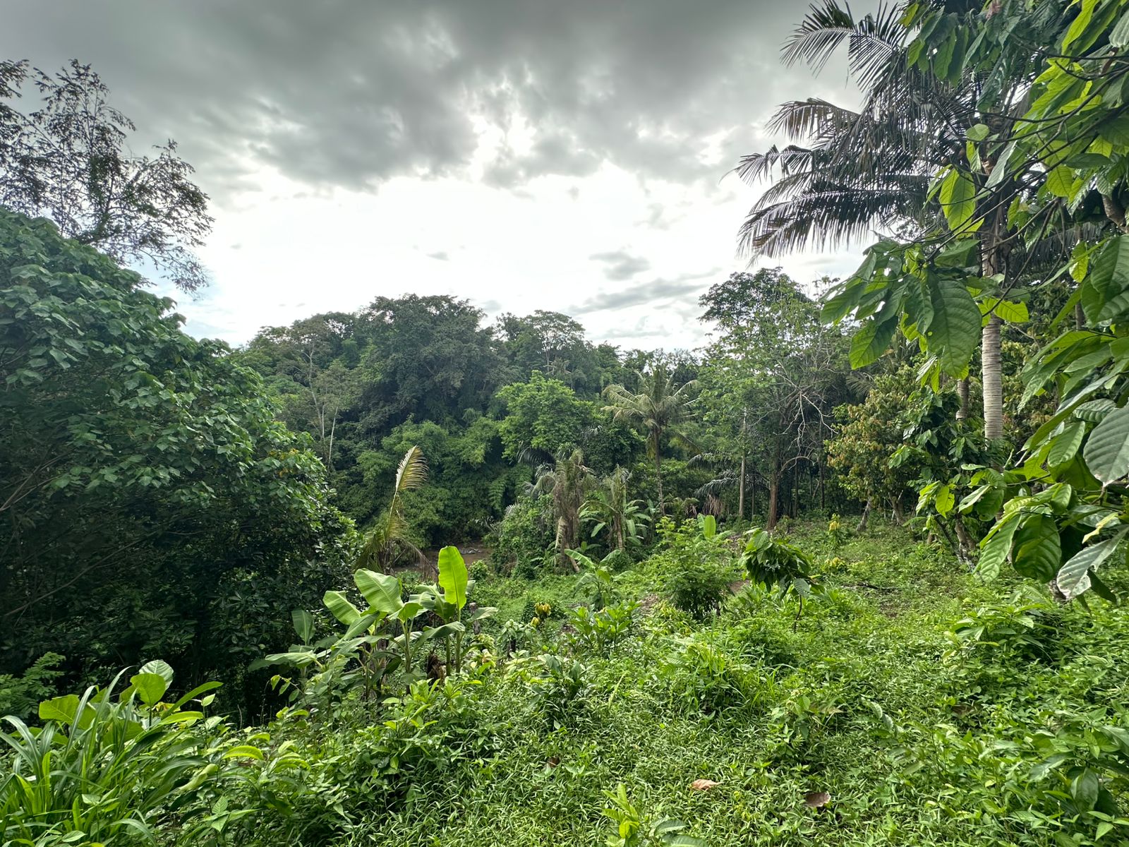 Lush tropical rainforest under a cloudy sky.