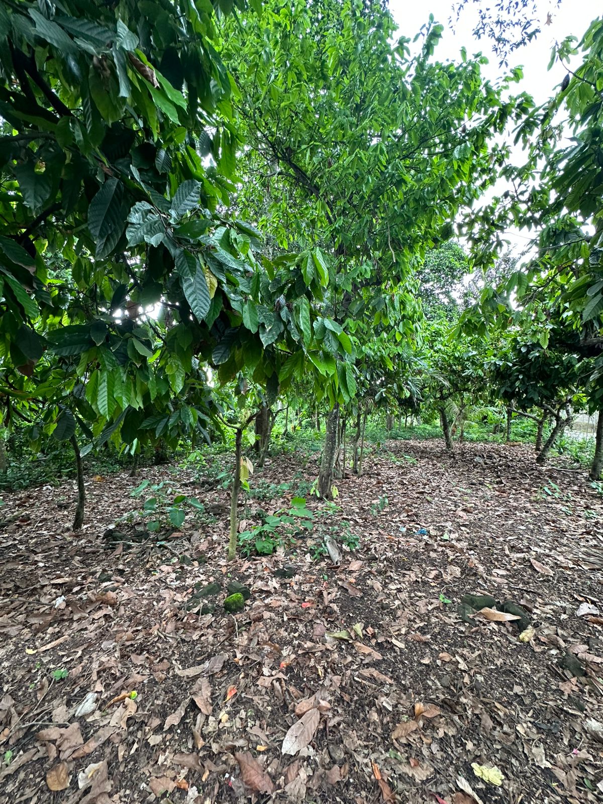Lush green cacao trees in a forest setting.
