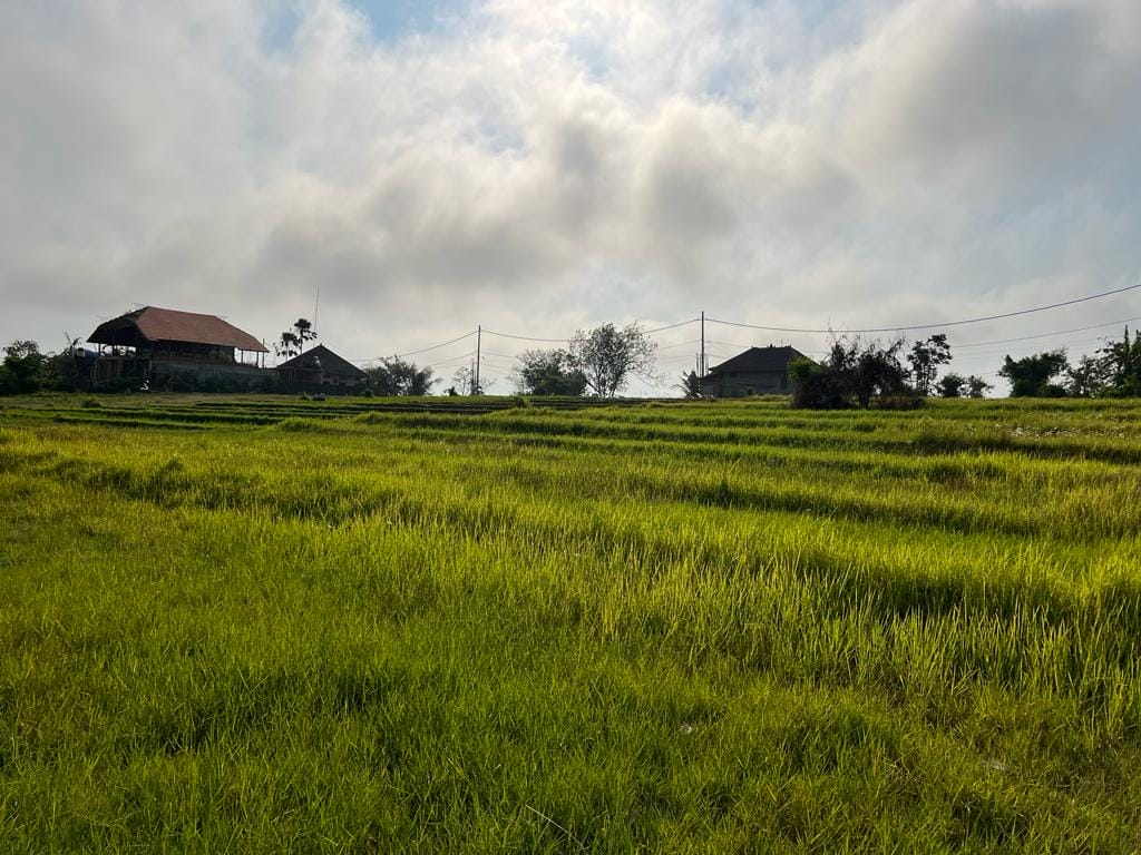 Green rice field with distant buildings under cloudy sky.